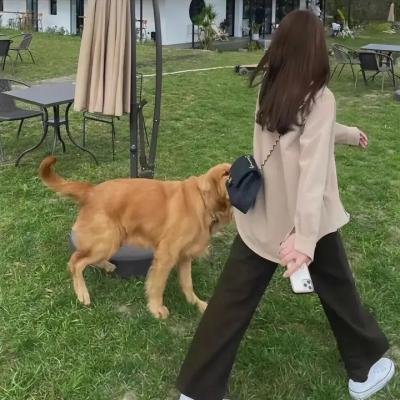 贞洁的荡妇
